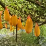বাংলাদেশে ডেঙ্গুর প্রকোপ বৃদ্ধি : দ্রুত পদক্ষেপ নিতে ডব্লিউএইচও’র আহ্বান