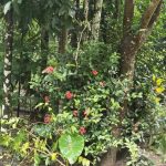 পৌরসভার ময়লার মধ্যে জীবিকা