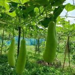 এমটিএফই’র ৮০০ সিইও’কে খুঁজছে র‍্যাব