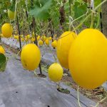 কলাপাড়ায় ২৫ বছর পর পরিবারকে খুঁজে পেল শাহানারা