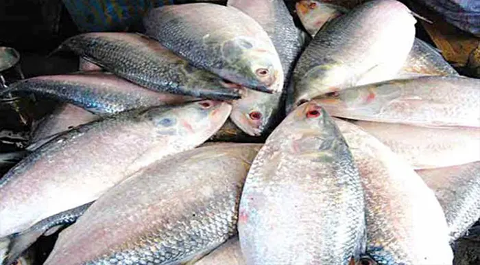 74307 ilish