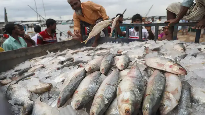 ভারতে যাচ্ছে ৩ হাজার ৯৫০ টন ইলিশ 5 74939 fish