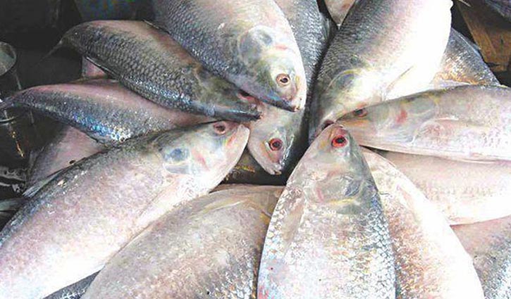 Ilish Risingbd20200414162336 2309201430