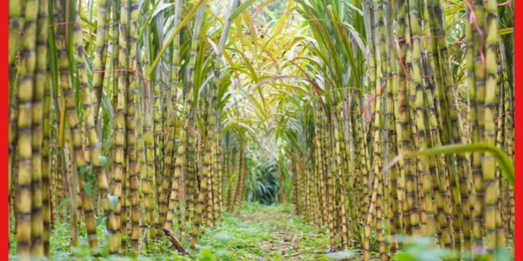 Sugarcane 750x375 1