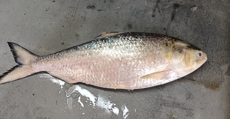 fish 1 20230917155034