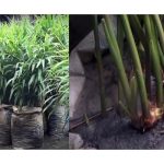 পিরোজপুরে আমন চাষ : লক্ষ্যমাত্রার চেয়ে বেশি চাল উৎপাদনের আশা