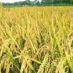 যশোরের বাঘারপাড়ায় আখের বাম্পার ফলনে কৃষকের মুখে হাসি