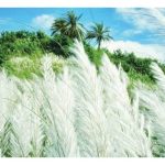কুমিল্লায় বেড়েছে দেশি ফলের চাহিদা