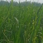 চট্টগ্রামে  ঈদ এ মিলাদুন্নবীতে লোকে লোকারন্য