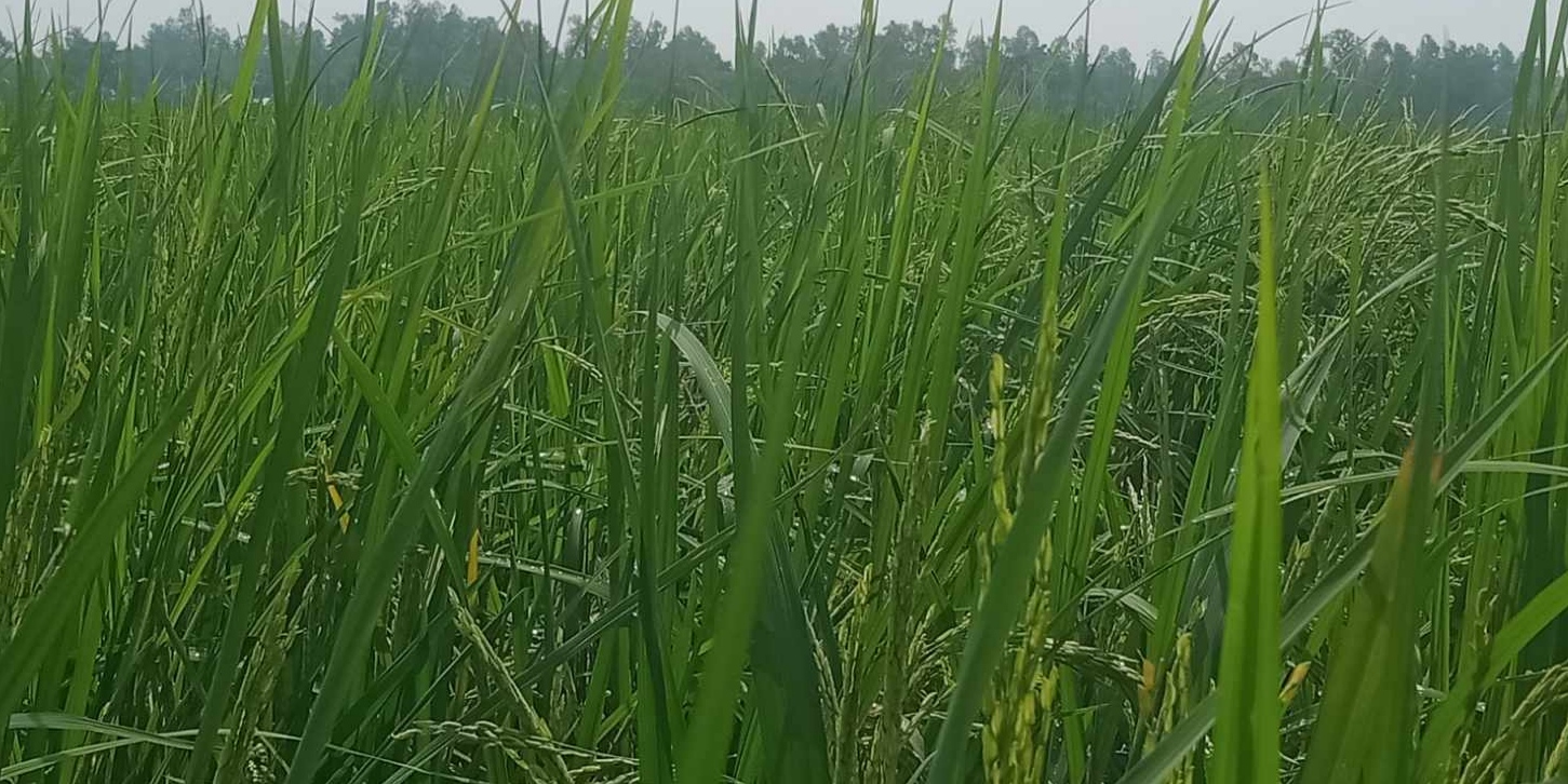 paddy