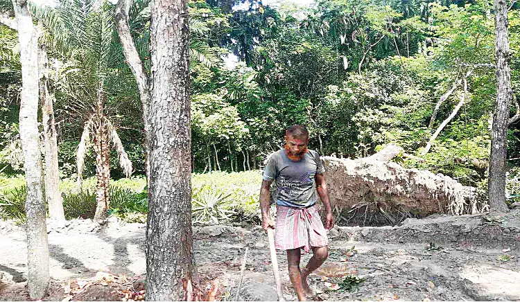 সামাজিক বনায়নের গাছ কেটে নিলেন ইন্দুরকানী উপজেলার পত্তাশী ইউপি চেয়ারম্যান 5 76885 Sr
