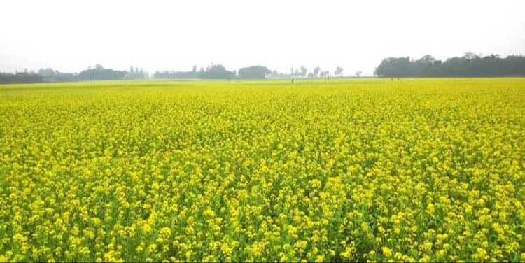 জয়পুরহাটে ২১ হাজার হেক্টর জমিতে সরিষা চাষের লক্ষ্যমাত্রা নির্ধারণ 5 image 117201 1701923637
