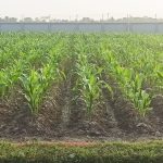 ঝিনাইগাতীতে সোলার স্ট্রিট লাইট স্থাপনের শুভ উদ্বোধন