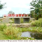 কুষ্টিয়ায় আগ্রহ বাড়ছে রঙিন ফুলকপির চাষে