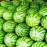 যশোরে বিষমুক্ত বাঁধাকপি চাষে ভাগ্যবদল