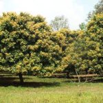 ট্রান্সকম গ্রুপের প্রধান নির্বাহী কর্মকর্তা সিমিন রহমানের বিরুদ্ধে হত্যা মামলা