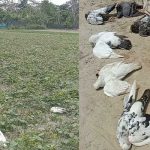 পাথরঘাটায় কার্গোর ধাক্কায় ব্রিজ ভেঙে যোগাযোগ বিচ্ছিন্ন