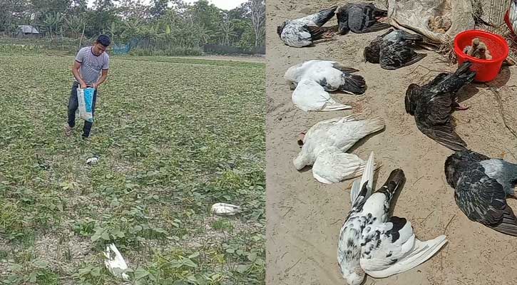 কলাপাড়ায় ডাল ক্ষেতে বিষ, মারা পড়ল ৫ শতাধিক কবুতর 5 1711283871.IMG 20240324 160427