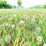 বোরহানউদ্দিনে ঘোড়ায় চড়ে ভিক্ষা