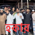 সবুজ পাতার ফাঁকে উঁকি দিচ্ছে সূর্যমুখী