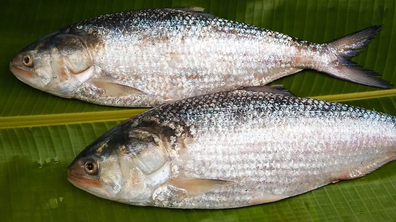 ইলিশের দাম আকাশচুম্বি 5 40 2404131306