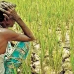 এক ডগায় ১৮ লাউ