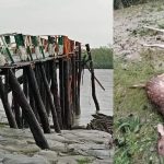 ভাইরাল ভুয়া বিজ্ঞপ্তি: জাতীয় বিশ্ববিদ্যালয়ের জিডি