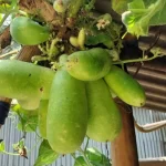 তীব্র দাবদাহে খুলনায় ফসলের ব্যাপক ক্ষতি