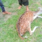রিমালের প্রভাব:পায়রা নদীর পানি বৃদ্ধি,ভেঙে গেছে বন্যা নিয়ন্ত্রণ বাঁধ