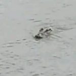 নড়াইলে বোরোর বাম্পার ফলনের সম্ভাবনা