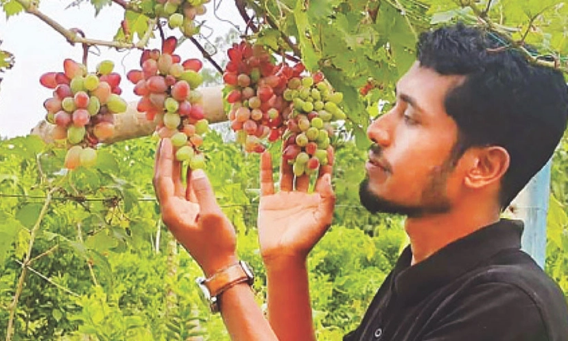 আঙুর