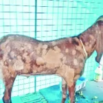 আদালতের পেশকারকে ঘুষ দিলেন ফাঁসির আসামি, ভিডিও ভাইরাল