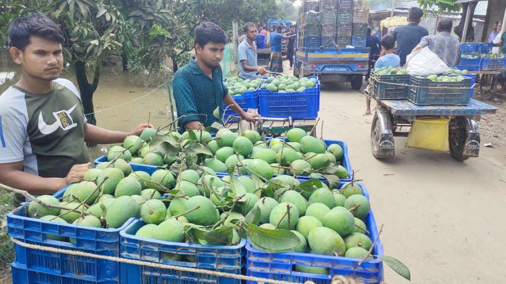 হাঁড়িভাঙা আম