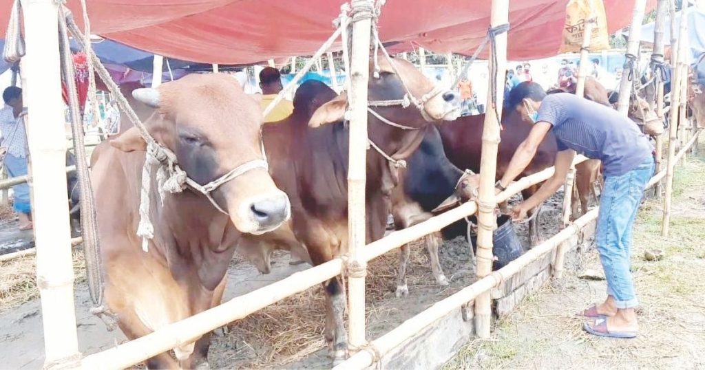 কোরবানির পশুর হাট