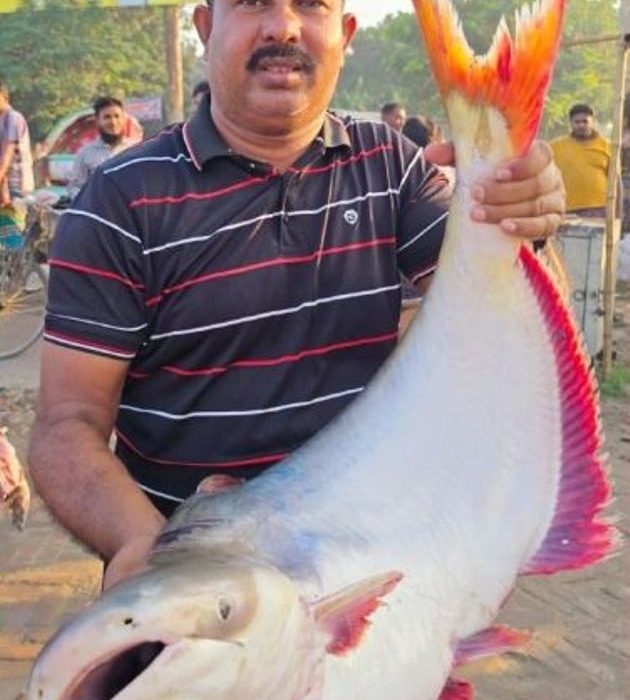 একটি পাঙ্গাশ দাম ৬৮ হাজার টাকা 5 রাজবাড়ী জেলার গোয়ালন্দের দৌলতদিয়ায় পদ্মা নদীর প্রায় ২৬ কেজি ওজনের একটি বড় পাঙ্গাশ মাছ নিলামে বিক্রি হয়েছে