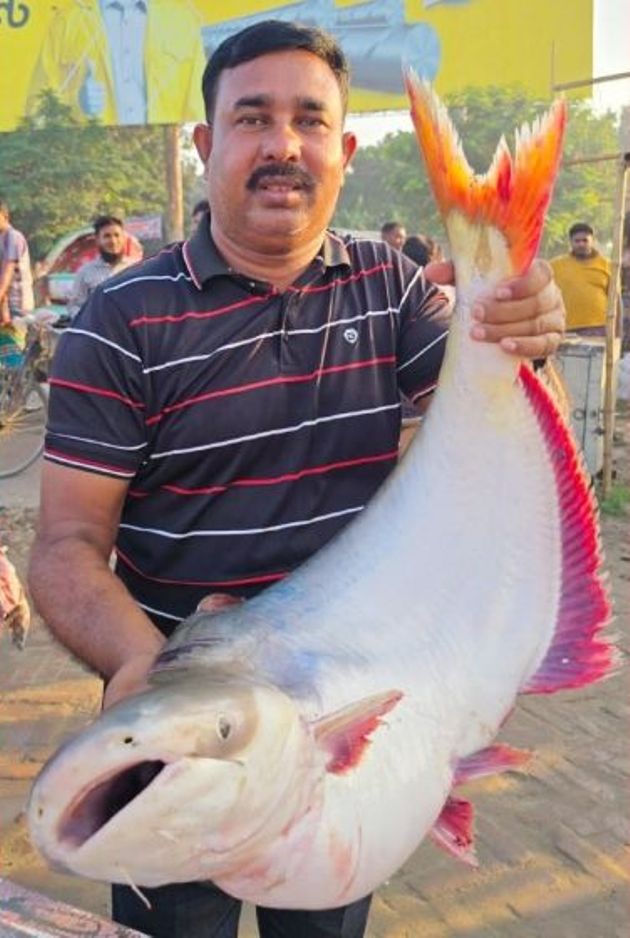 রাজবাড়ী জেলার গোয়ালন্দের দৌলতদিয়ায় পদ্মা নদীর প্রায় ২৬ কেজি ওজনের একটি বড় পাঙ্গাশ মাছ নিলামে বিক্রি হয়েছে