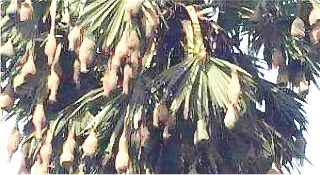 হারিয়ে যাচ্ছে বাবুই পাখির বাসা