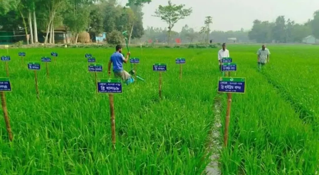 ৫৪ জাতের ধান