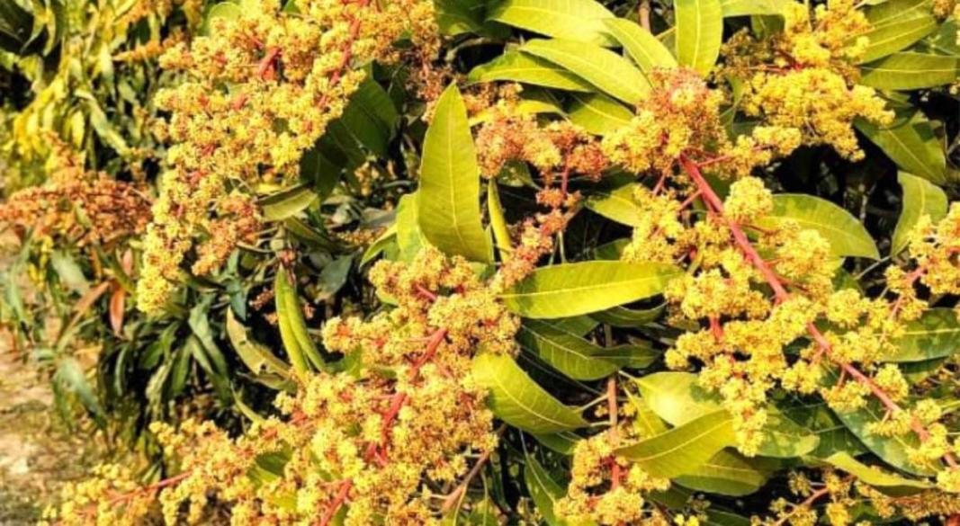 আম গাছের ডালে ডালে ফুটেছে মুকুল