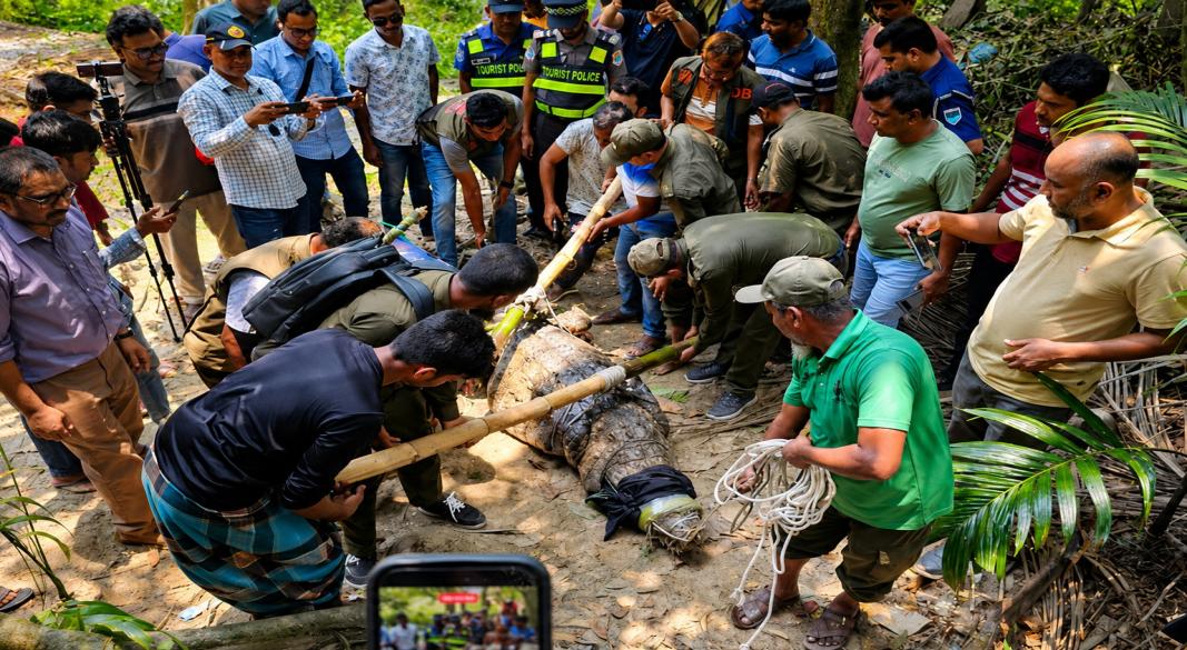 বাগেরহাটের ঐতিহাসিক খানজাহান আলী (রহ.)–এর মাজার সংলগ্ন দিঘিতে থাকা একমাত্র কুমির