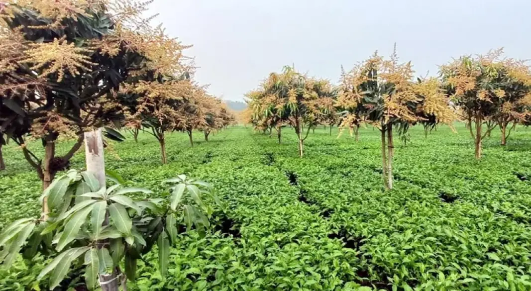 চায়ের সাথী ফসল হিসেবে আম চাষ