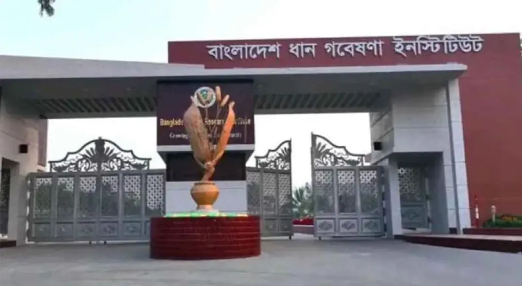 ধান গবেষণা ইনস্টিটিউট