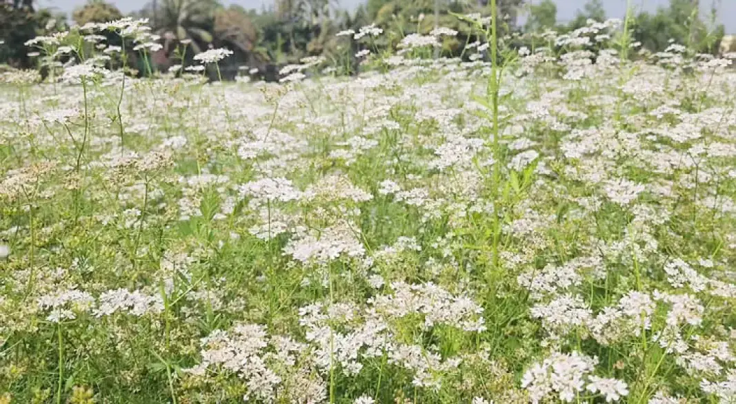 shariatpur-coriander-cultivation-profit