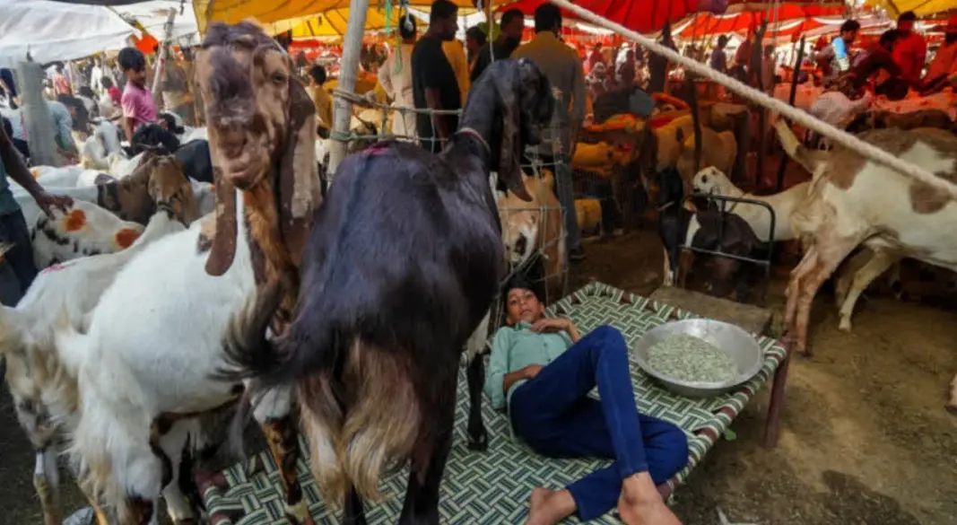 দিল্লিতে কোরবানি