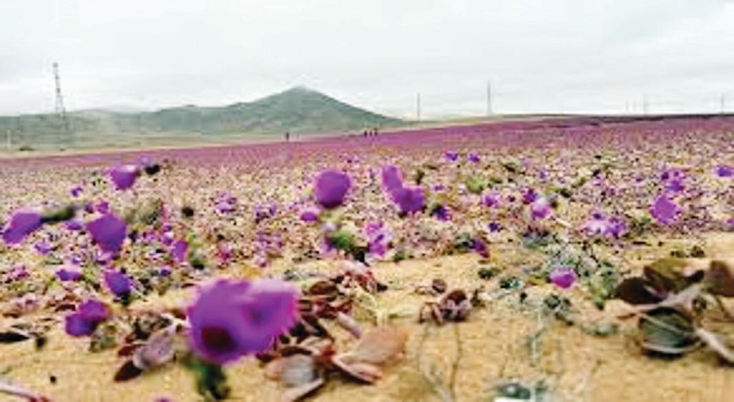 ফুলের বাগান