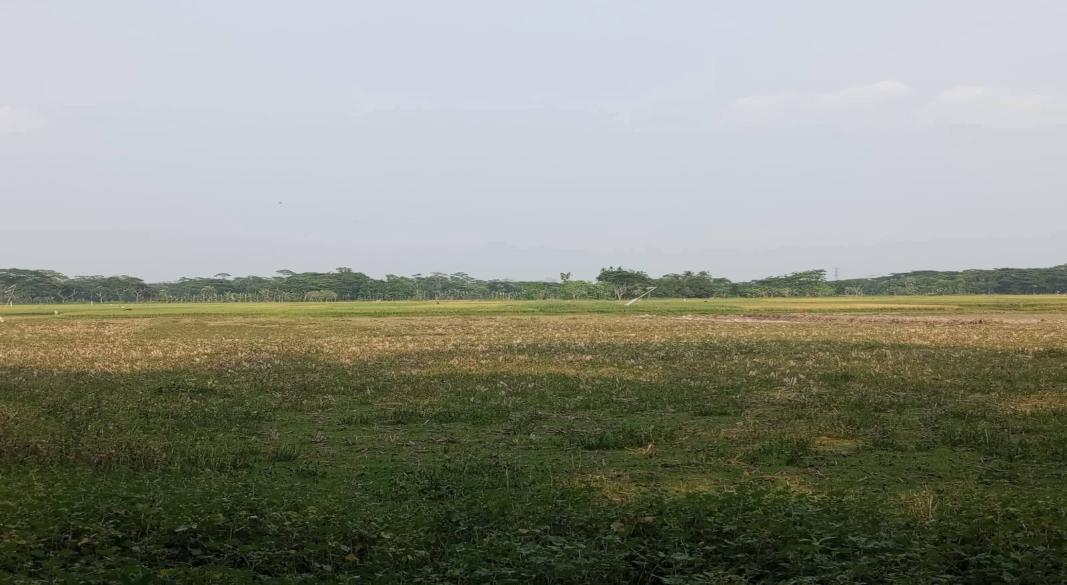 ঝালকাঠিতে বর্জ্য ব্যবস্থাপনা প্লান্ট নিয়ে বিতর্ক: তিন ফসলি জমি রক্ষায় গ্রামবাসীর প্রতিবাদ