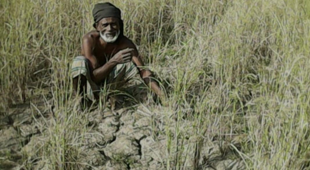 জলবায়ু ঝুঁকিতে দেশের কৃষি ও খাদ্য