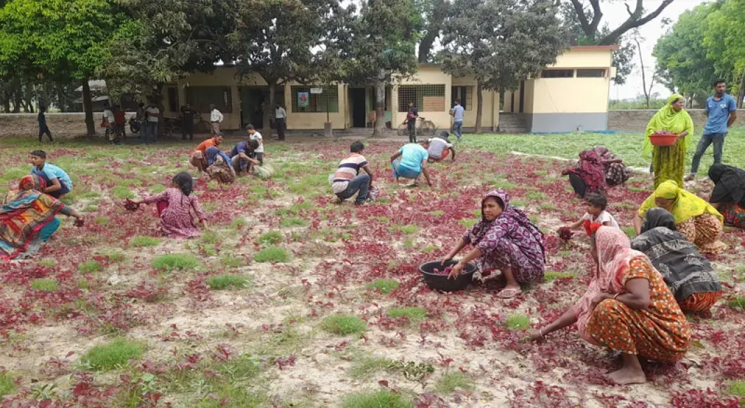 কালীগঞ্জের ছোট শিমলা প্রাথমিক বিদ্যালয় মাঠে চাষ করা শাক তুলতে ব্যস্ত