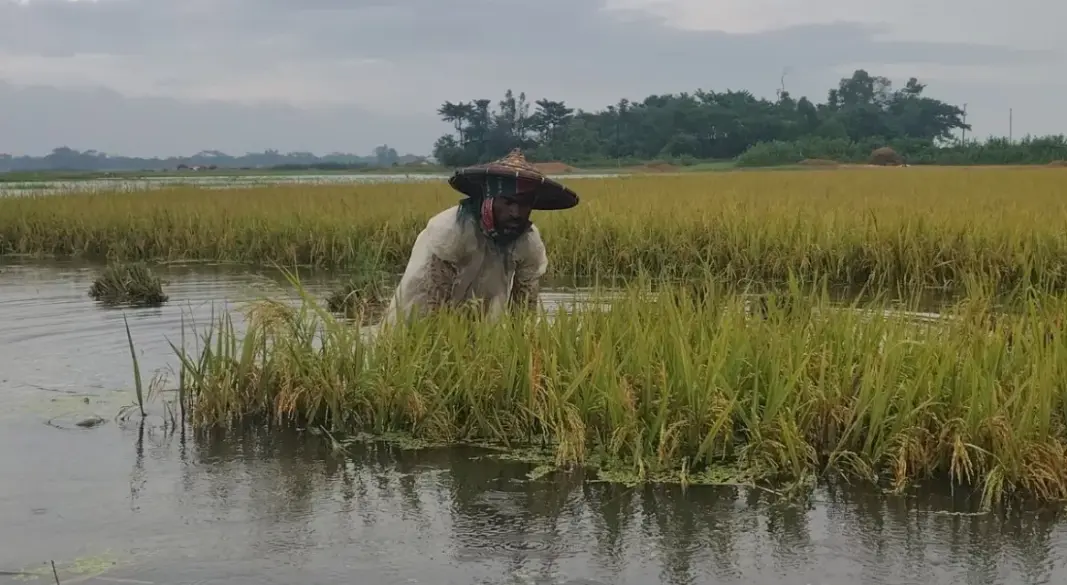 কৃষকের সোনালি স্বপ্ন
