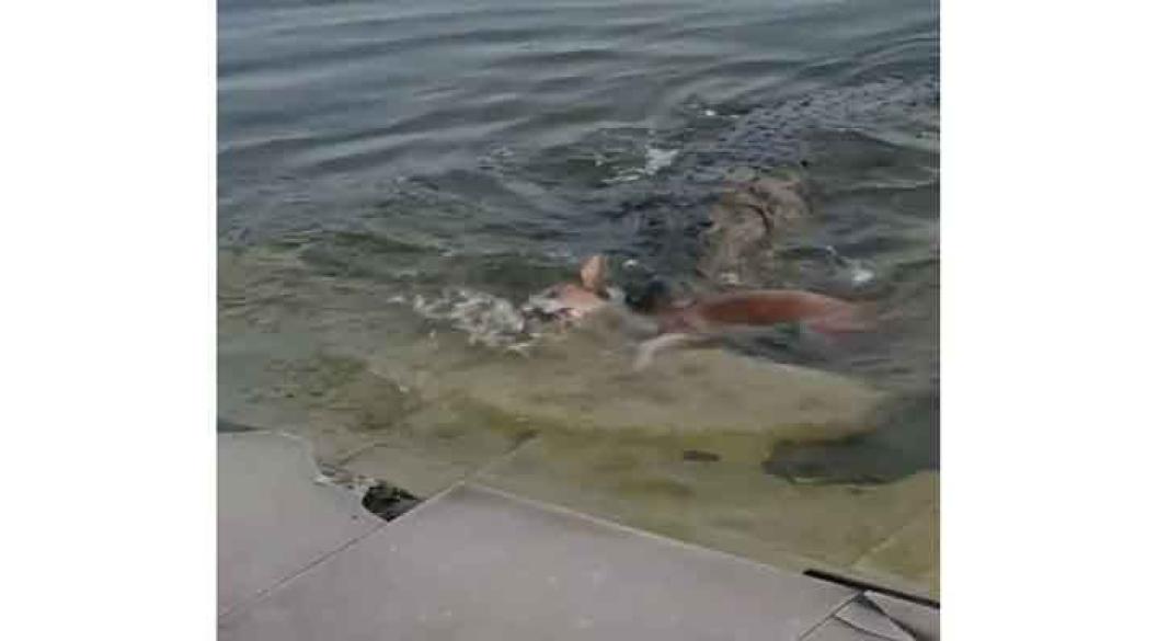 কুকুরকে ধরে নিয়ে গেল কুমির